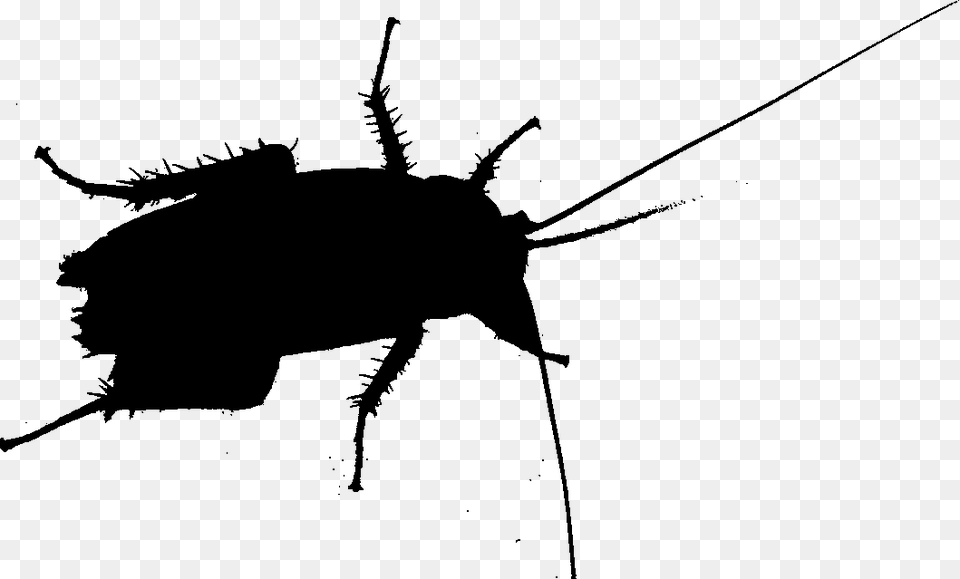 Cockroach Beetle Silhouette Membrane Insect Beetle, Gray Free Png