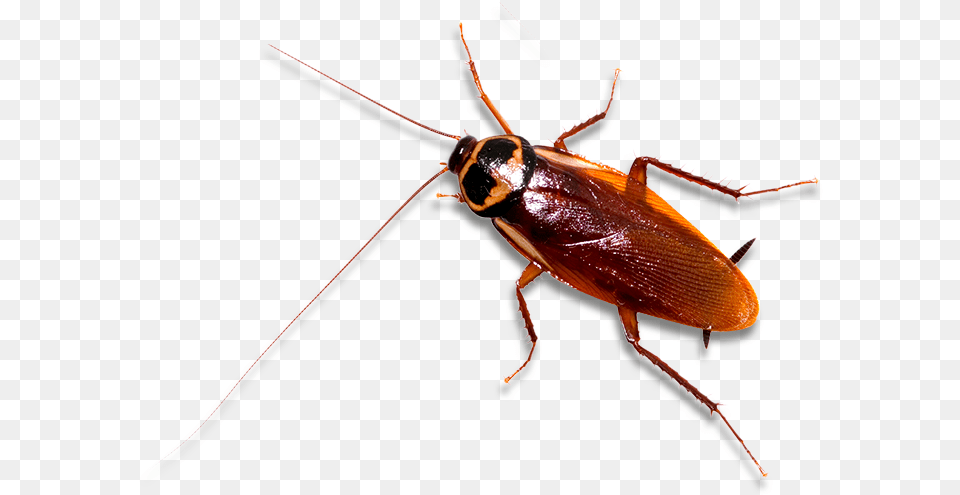 Cockroach British Cockroach, Animal, Insect, Invertebrate Free Png Download