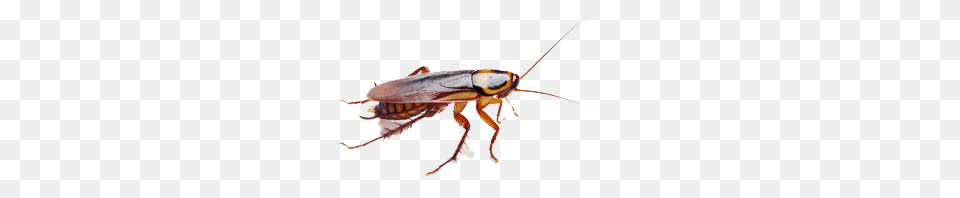 Cockroach Brown, Animal, Insect, Invertebrate Png