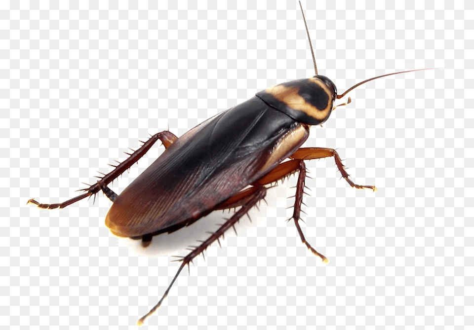 Cockroach Brown Banded Cockroach Roaches, Animal, Insect, Invertebrate Free Transparent Png