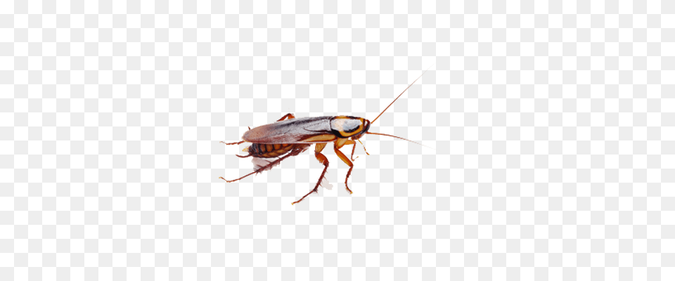 Cockroach Brown Transparent, Animal, Insect, Invertebrate Free Png