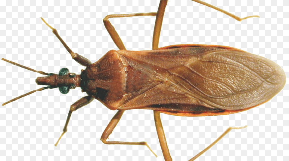 Cockroach Bugs In Ontario That Look Like The Kissing Bug, Animal, Insect, Invertebrate Png Image