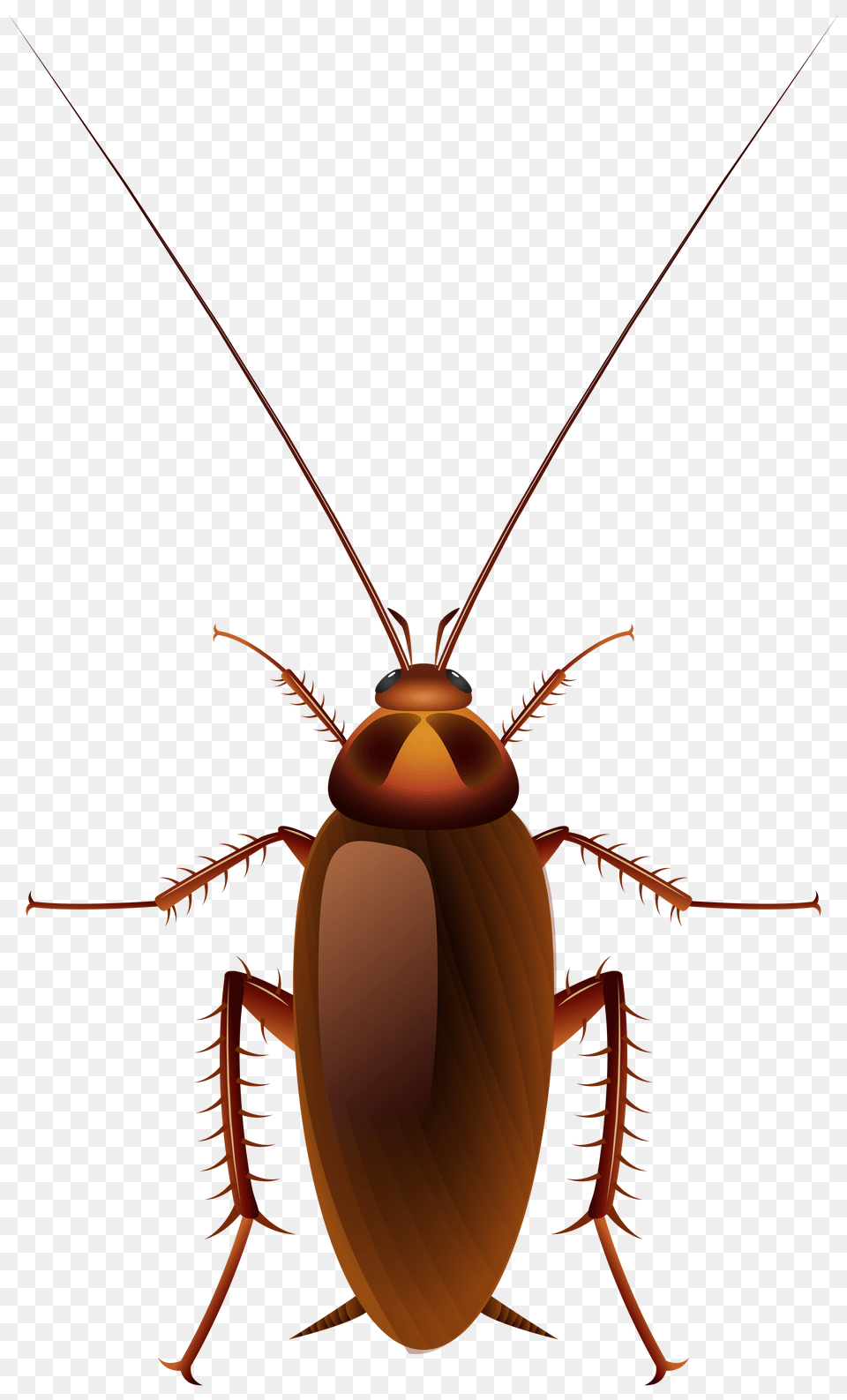 Cockroach Clip Art, Animal, Insect, Invertebrate Png Image