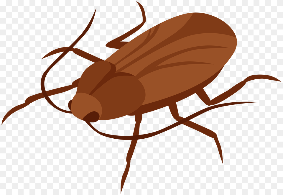 Cockroach Clip Art, Person, Animal Free Png