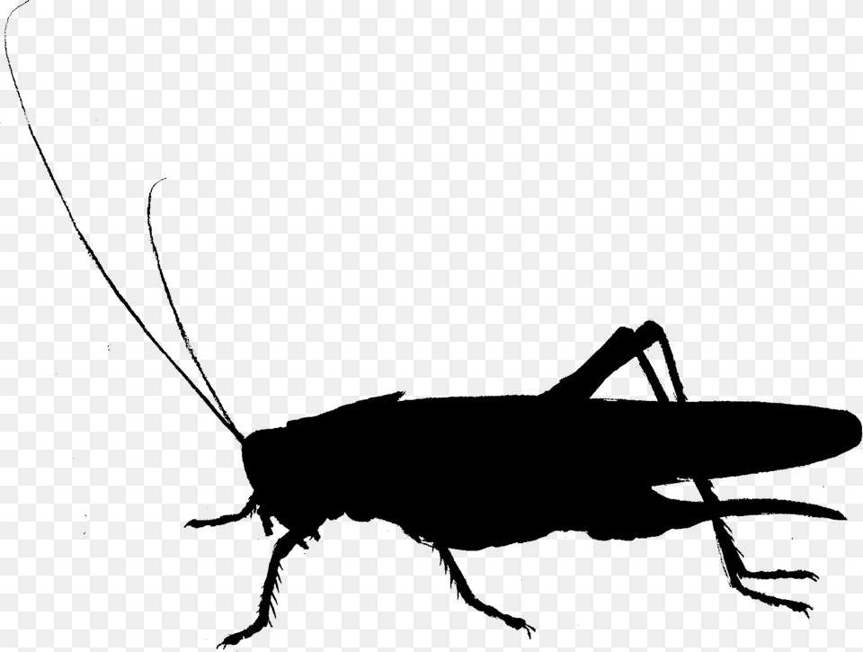 Cockroach Clip Art Fauna Cricket Silhouette Grasshopper, Gray Free Png
