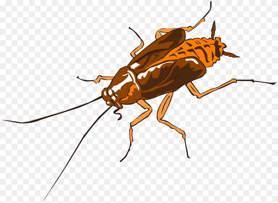 Cockroach Clipart, Animal, Insect, Invertebrate Png Image