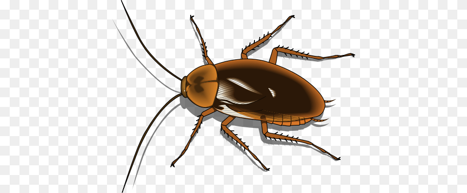 Cockroach Clipart Decomposer, Animal, Insect, Invertebrate, Spider Free Transparent Png