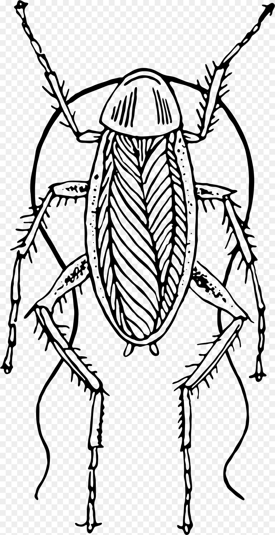 Cockroach Clipart Hostted Cockroach Clipart Black And White, Gray Free Png