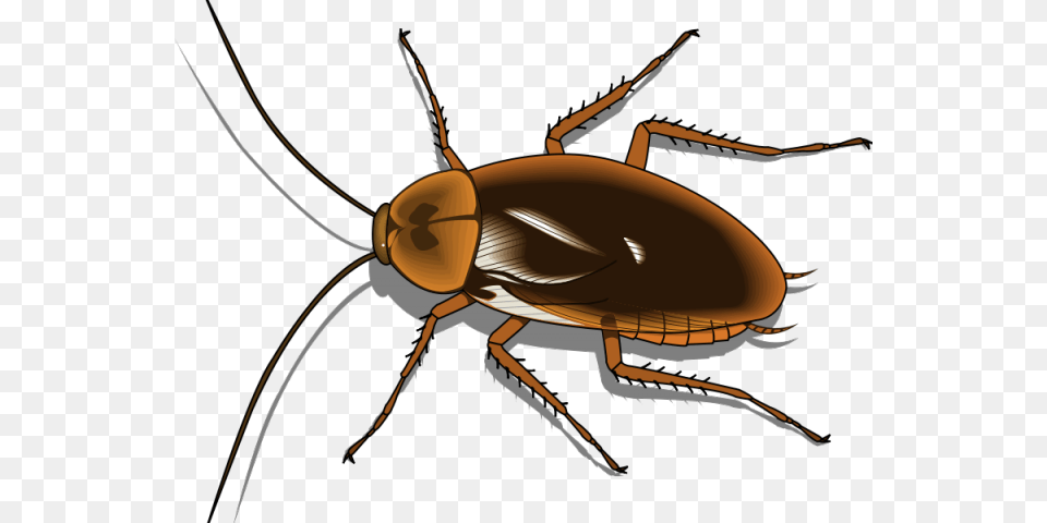 Cockroach Clipart Pest Background Cockroach Clipart, Animal, Insect, Invertebrate, Spider Png Image