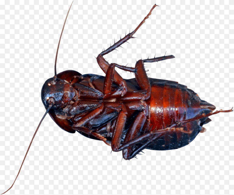 Cockroach Cockroach, Animal, Insect, Invertebrate Png