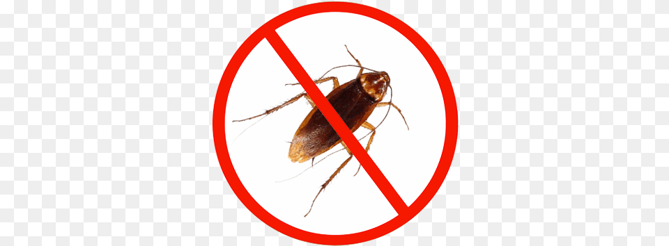Cockroach Control Markham Cockroach Control, Animal, Insect, Invertebrate Free Transparent Png