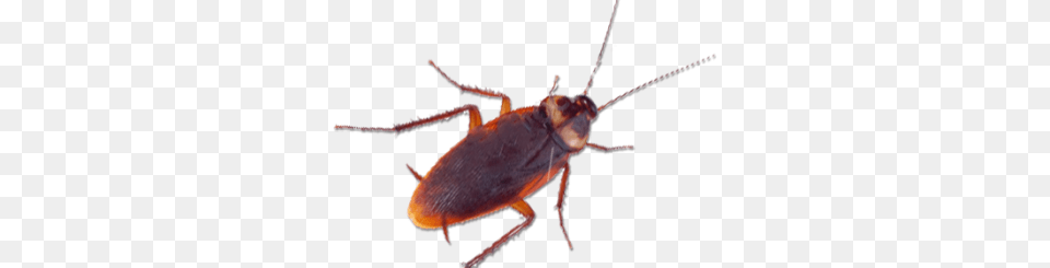 Cockroach Control Removal Services In London Surrey Kent Sussex, Animal, Insect, Invertebrate Png Image