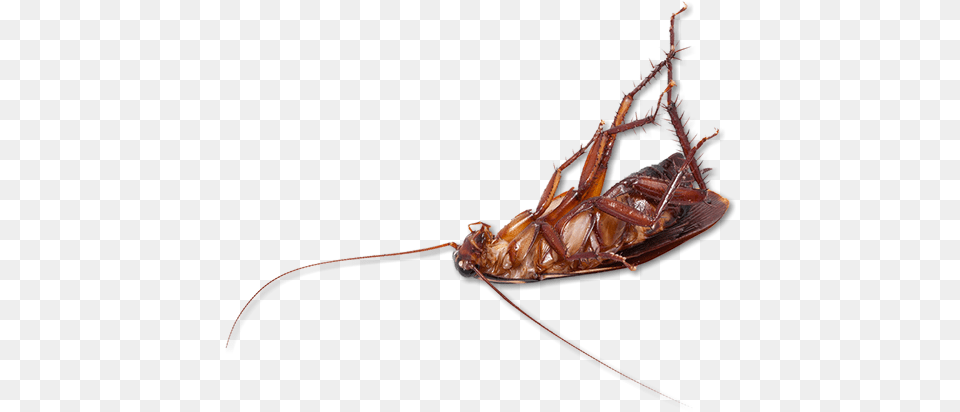 Cockroach Dead Cockroach, Animal, Insect, Invertebrate Free Png Download