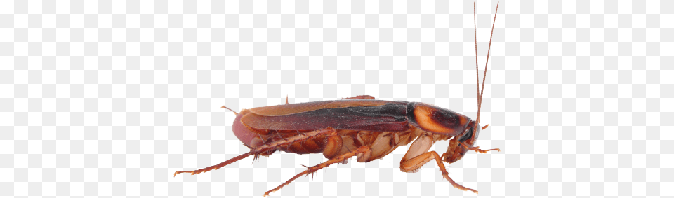 Cockroach Cockroach Transparent Background, Animal, Insect, Invertebrate, Food Free Png Download