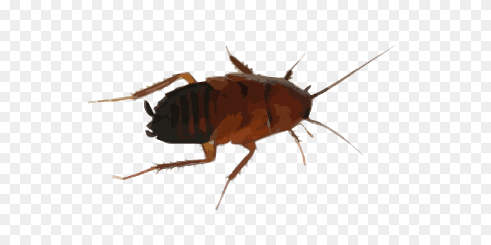 Cockroach Drawing, Animal, Insect, Invertebrate Free Png Download