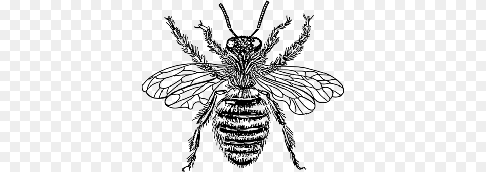 Cockroach Drawing Insect Wing Pest Commercial Bee With Crown Tattoo, Gray Png