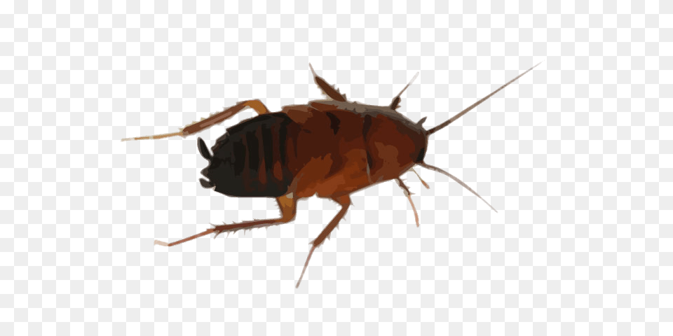 Cockroach Drawing Transparent, Animal, Insect, Invertebrate Png