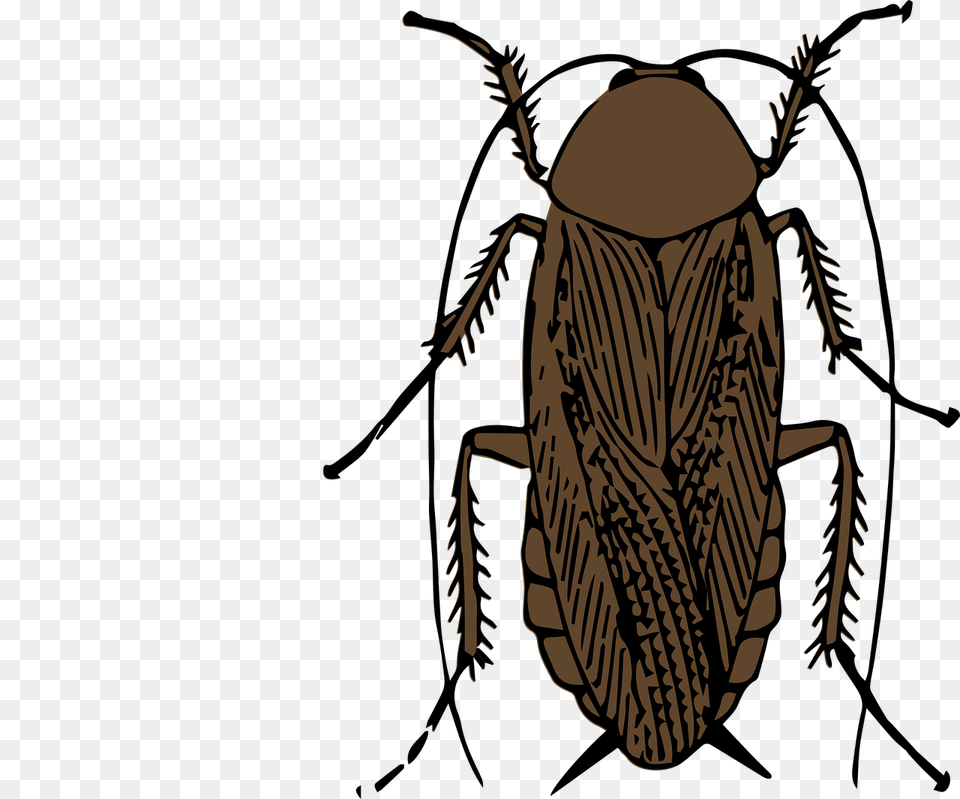 Cockroach Elimination Tips Superior Pest Control Serving Ny, Animal, Insect, Invertebrate Free Png