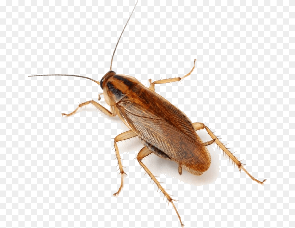 Cockroach Exterminator People Afraid Of Cockroaches, Animal, Insect, Invertebrate Free Png Download