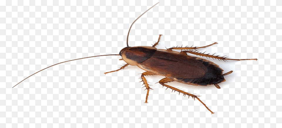 Cockroach File Cockroach, Animal, Insect, Invertebrate Png Image