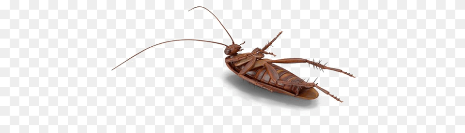 Cockroach File Download Free Mosquito, Animal, Insect, Invertebrate, Food Png