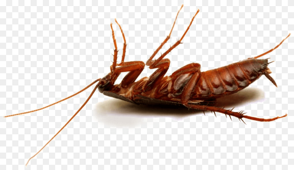 Cockroach Hd Photo Cockroach, Animal, Insect, Invertebrate, Food Free Png Download