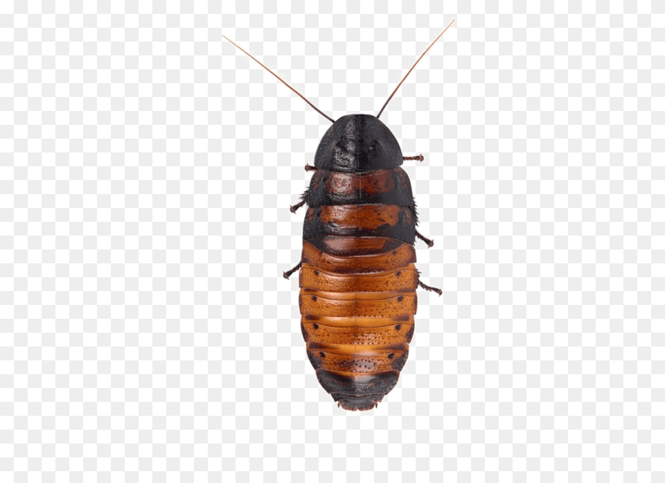 Cockroach Hd Quality Madagascar Hissing Cockroach, Animal, Insect, Invertebrate, Ammunition Free Png Download