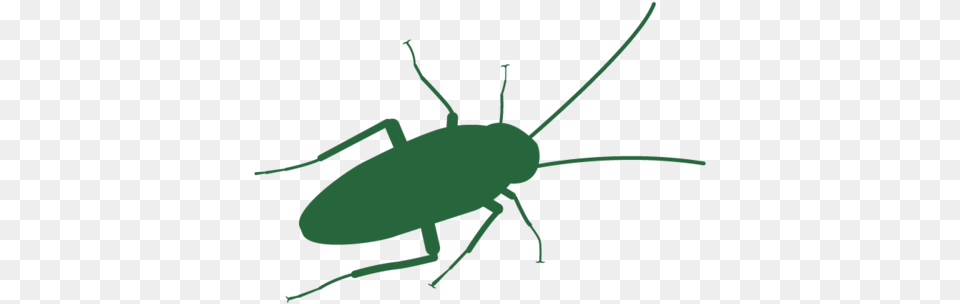 Cockroach Header, Animal, Insect, Invertebrate, Bow Png Image