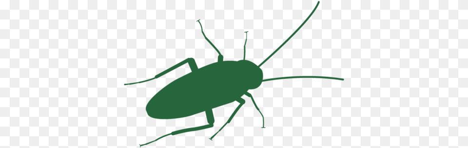 Cockroach Header Beetle, Animal, Insect, Invertebrate, Bow Png