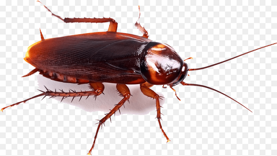 Cockroach High Quality Image Cockroach, Animal, Insect, Invertebrate Free Transparent Png