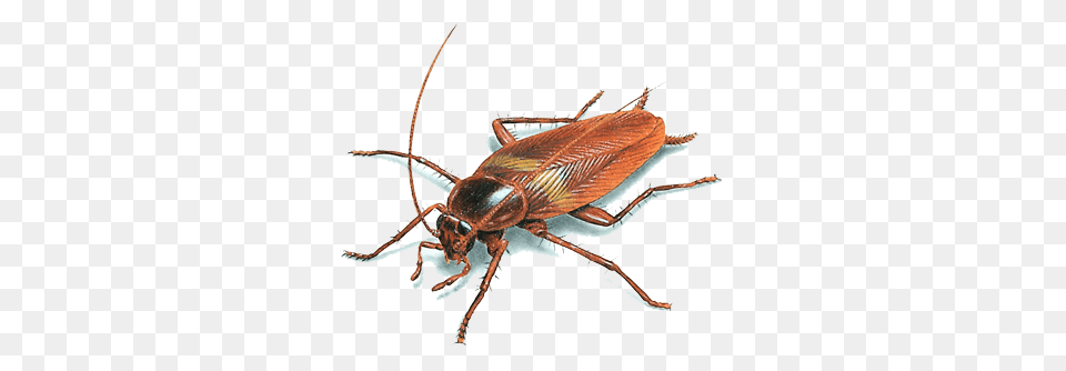 Cockroach Illustration, Animal, Insect, Invertebrate Png
