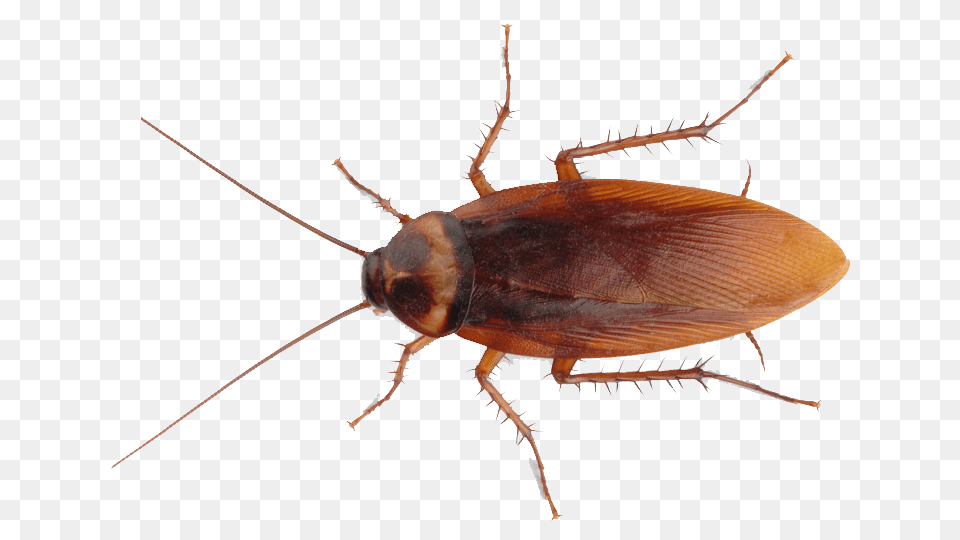 Cockroach Background Cockroach, Animal, Insect, Invertebrate Png Image