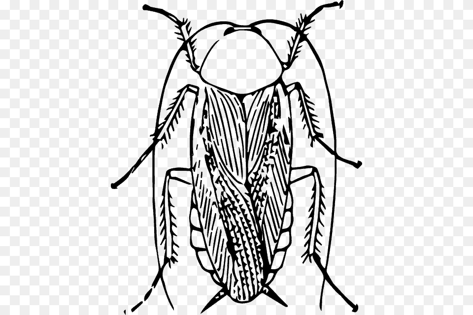 Cockroach Image Black And White, Gray Free Transparent Png