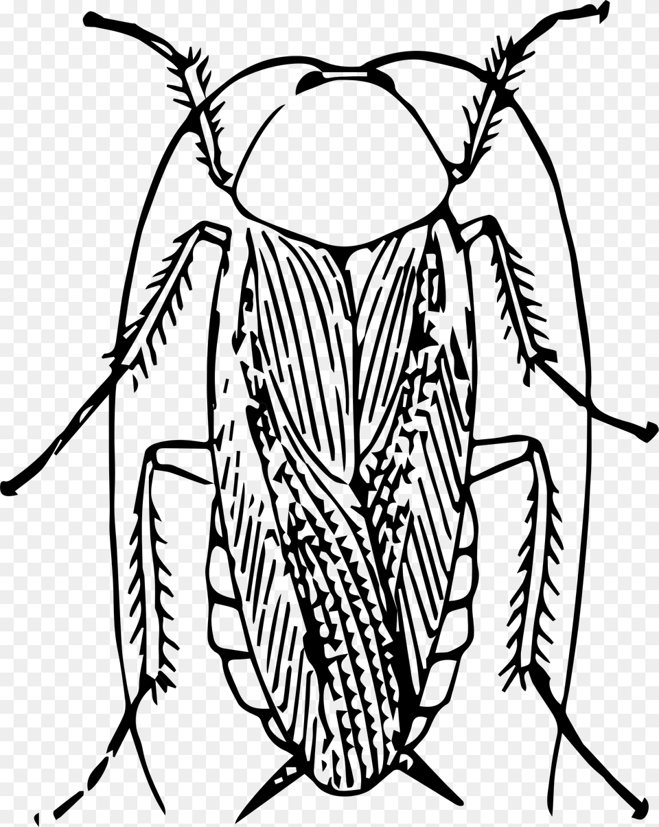 Cockroach Image Black And White, Gray Png