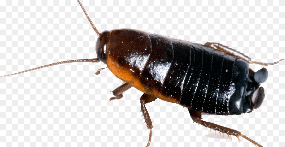 Cockroach Image Oriental Cockroach, Animal, Insect, Invertebrate Free Transparent Png