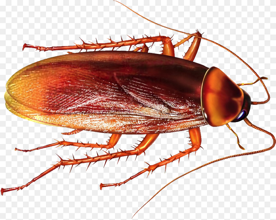 Cockroach Indian, Animal, Insect, Invertebrate Free Transparent Png