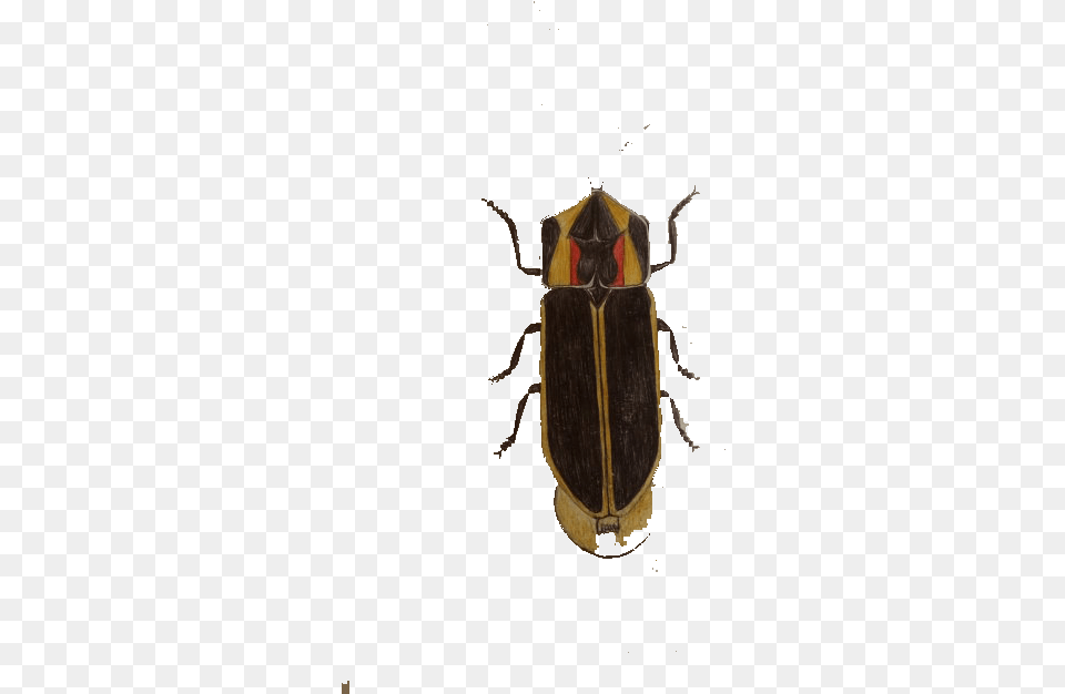 Cockroach Insect Blattodea Soldier Beetle, Animal, Firefly, Invertebrate Free Transparent Png