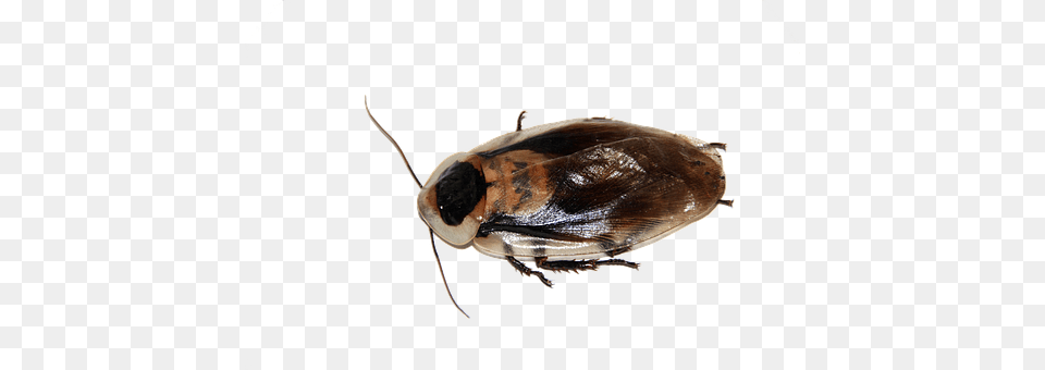 Cockroach Insect Imago Blaberus Pet Animal De La Mosca Domestica, Invertebrate Free Png Download