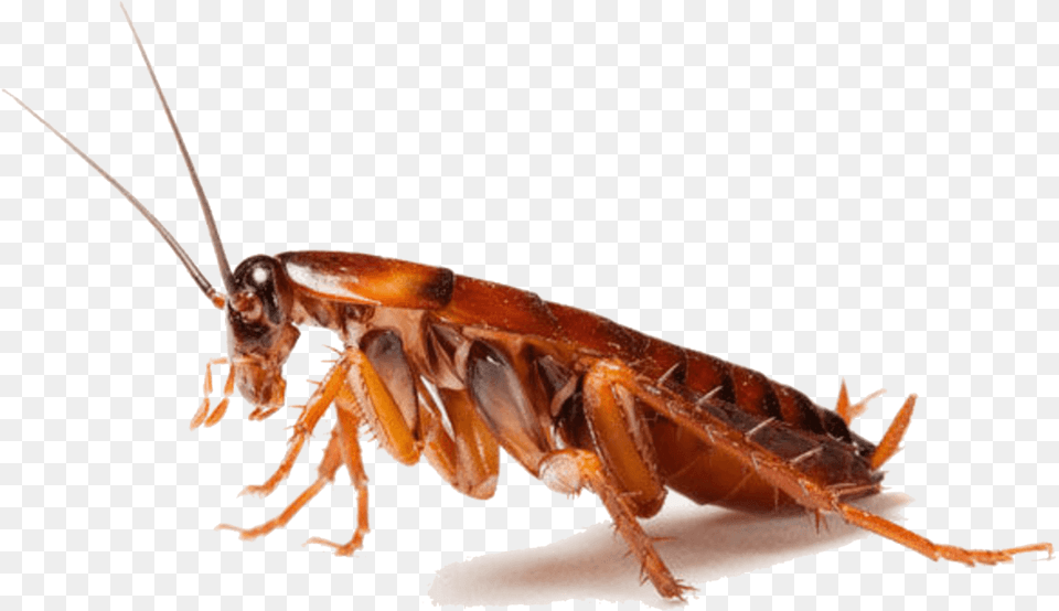 Cockroach Insect Pest Control Cockroaches, Animal, Invertebrate Png Image
