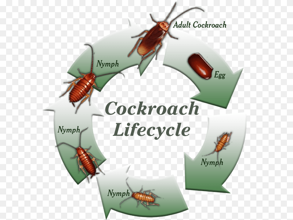 Cockroach Life Cycle Clipart, Animal, Insect, Invertebrate Png Image