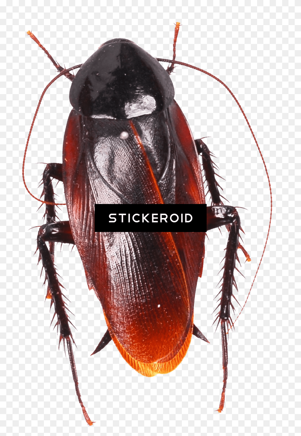 Cockroach Moving Animation Image Roach, Animal, Insect, Invertebrate Free Transparent Png