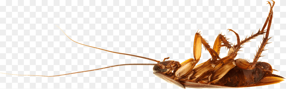 Cockroach On Back Dead Cockroach, Animal, Insect, Invertebrate, Food Png Image
