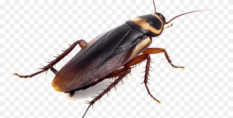 Cockroach Photo Does A Cockroach Look Like, Animal, Insect, Invertebrate Free Png Download