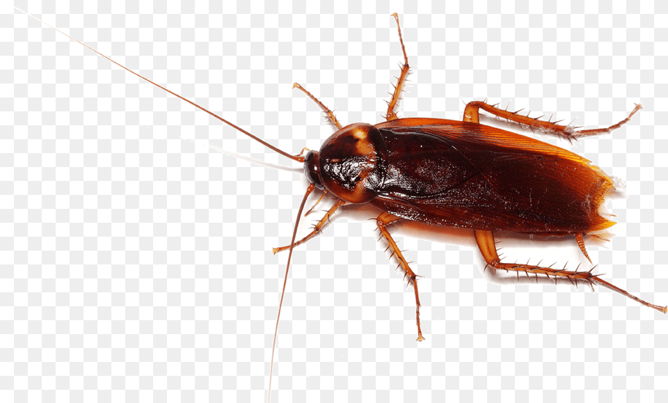 Cockroach Picture To Print, Animal, Insect, Invertebrate Free Png