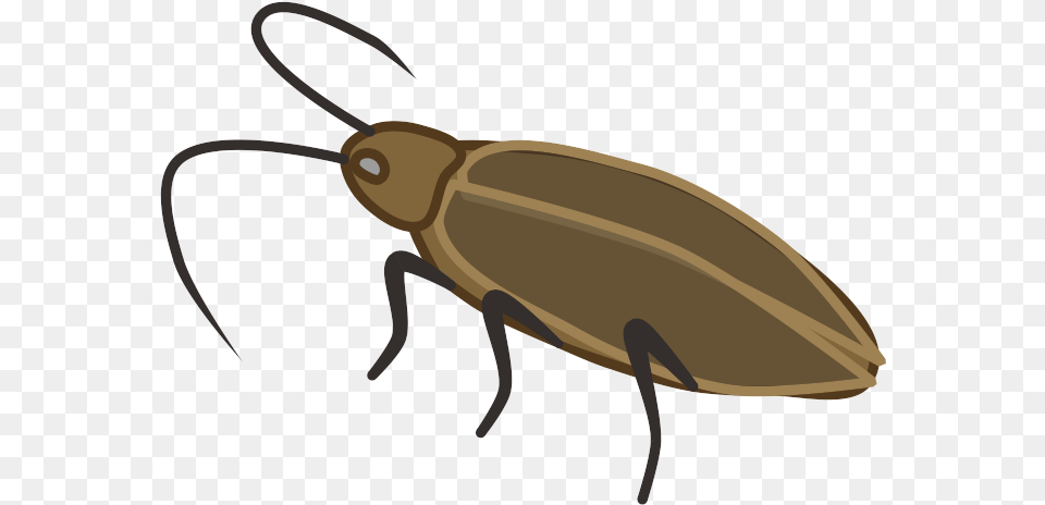 Cockroach Prop Animal Ground Beetle, Firefly, Insect, Invertebrate Png Image