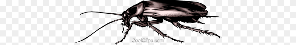 Cockroach Royalty Vector Clip Art Illustration, Animal, Insect, Invertebrate Free Transparent Png