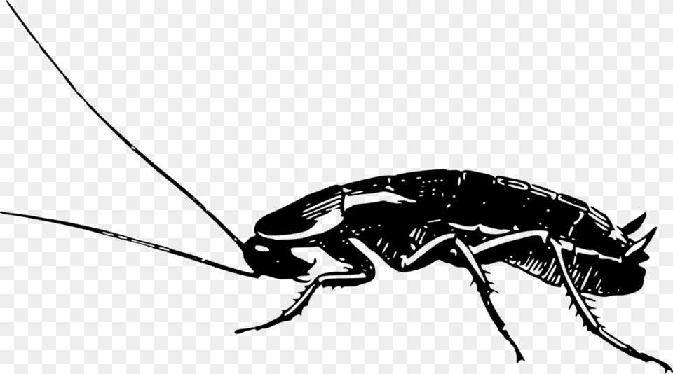 Cockroach Side View German Cockroach Black And White, Animal, Insect, Invertebrate, Spider Png Image