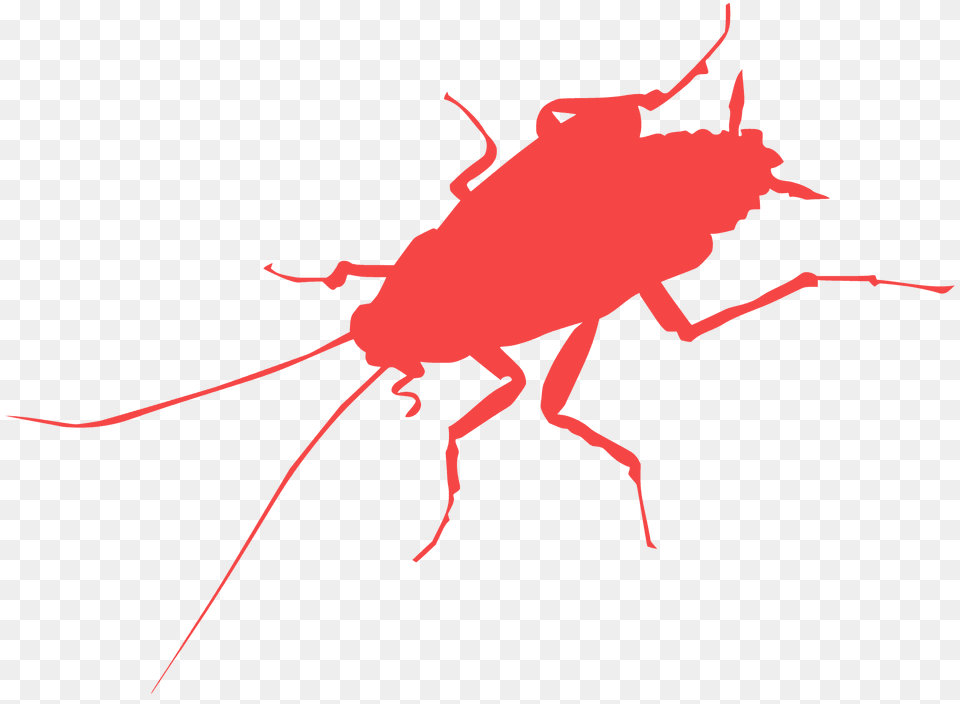 Cockroach Silhouette, Animal, Insect, Invertebrate Free Png