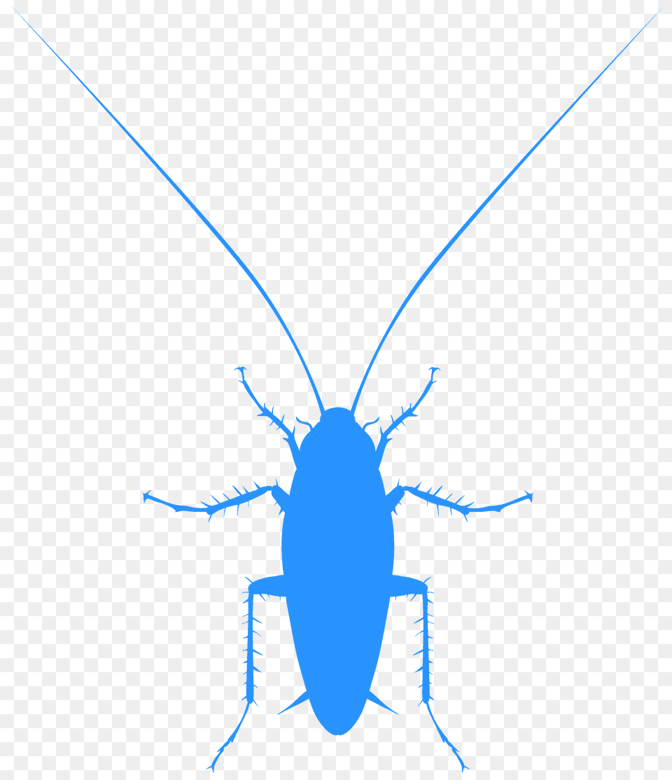 Cockroach Silhouette, Animal, Insect, Invertebrate, Fish Free Png