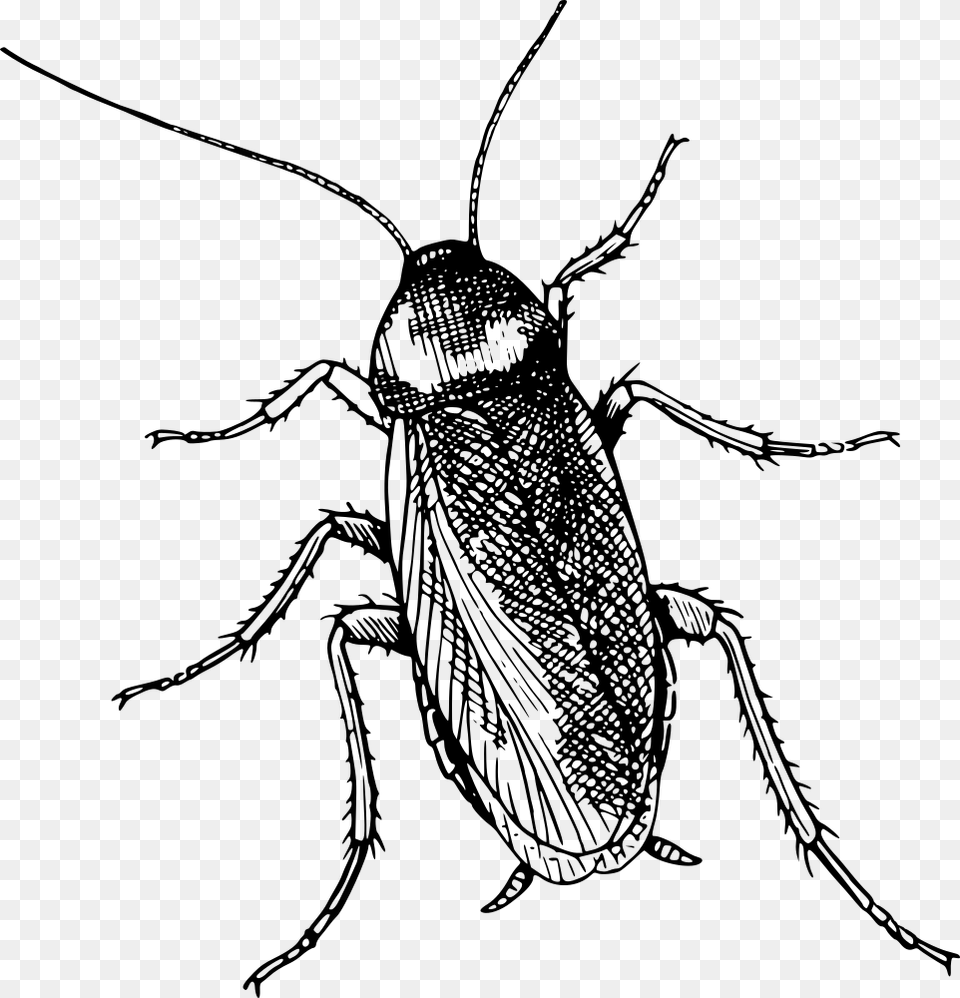 Cockroach Top View Cockroach Clipart Black And White, Gray Free Png Download